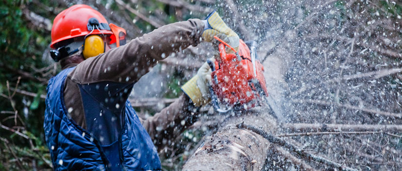 Tree Services Barrie