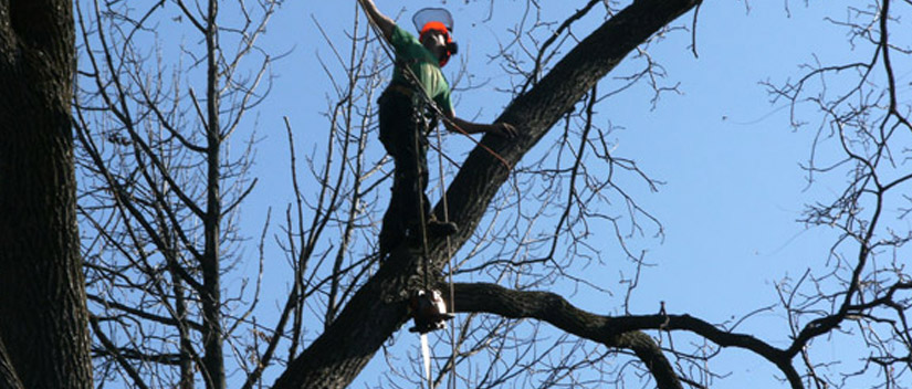 Tree Trimming Services Thessalon
