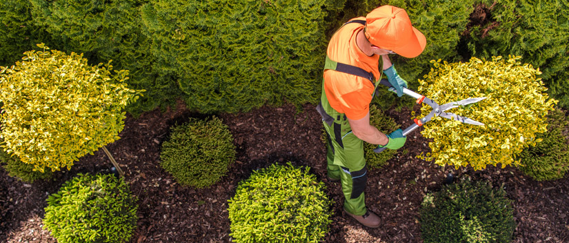 Hedge Trimming and Pruning Thessalon